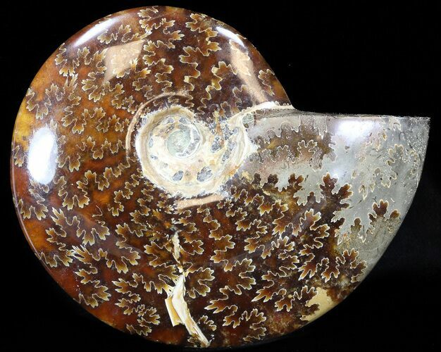Cleoniceras Ammonite Fossil - Madagascar #44457